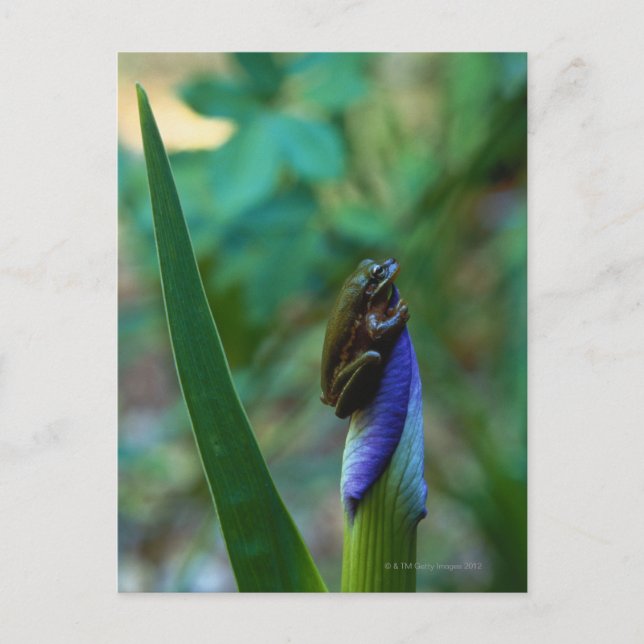 Green Tree Frog on Iris Postcard (Front)