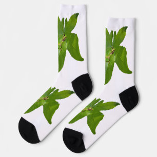 Green Tree Frog On Leaf, Crew Socks