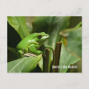 Green Tree Frog Post Card