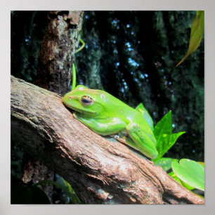 Green Tree Frog Poster