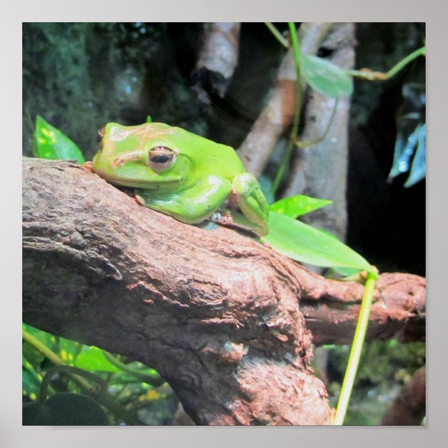 Green Tree Frog Poster (Front)