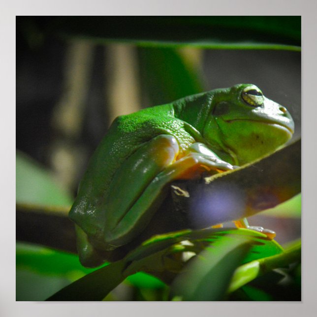 Green Tree Frog Poster (Front)