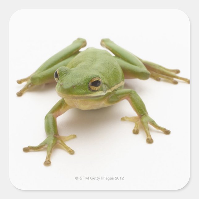 Green Tree Frog Square Sticker (Front)