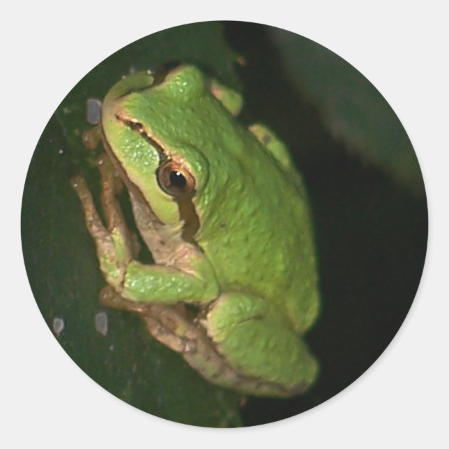 Green Tree Frog Sticker (Front)