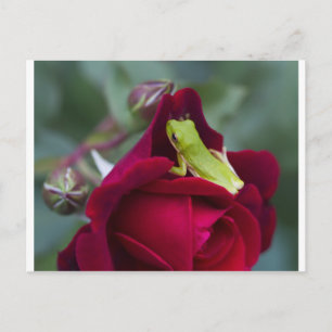 Green Tree Frogs and Red Roses Postcard