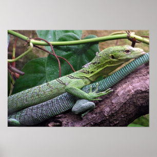 Green Tree Monitor - Varanus prasinus Poster
