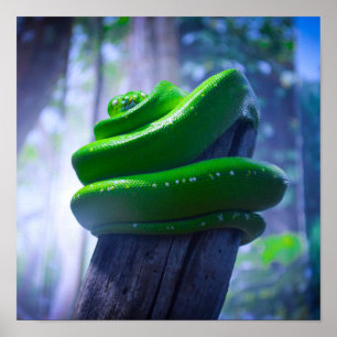 Green Tree Python (A) Poster