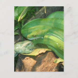 Green Tree Python, and White's Tree Frog Postcard