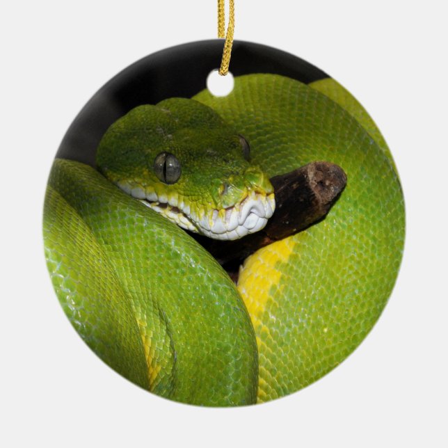 Green tree python ceramic ornament (Front)