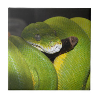 Green tree python ceramic tile