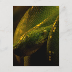 green tree python eye postcard