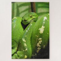 Green Tree Python