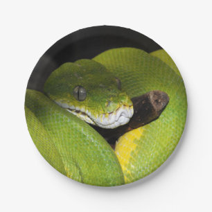 Green tree python paper plate