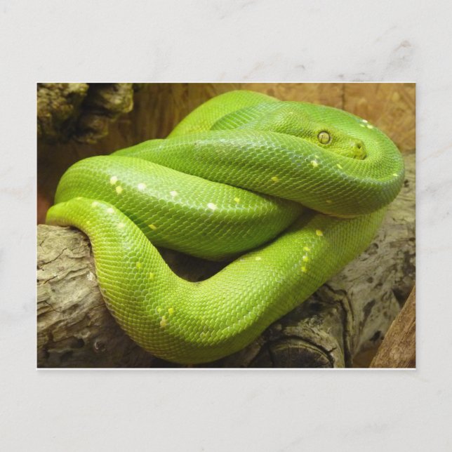 Green Tree Python Postcard (Front)
