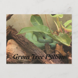 Green Tree Python Postcard