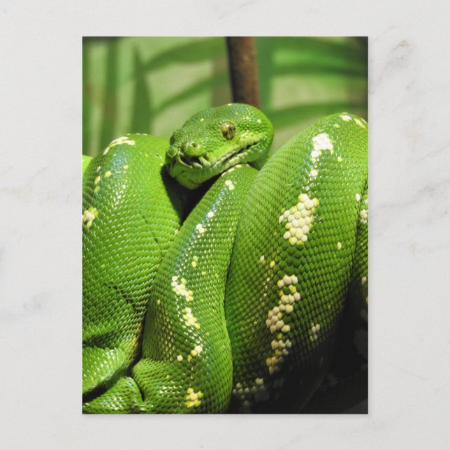 Green Tree Python Postcard (Front)