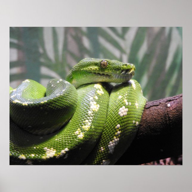 Green Tree Python Poster (Front)