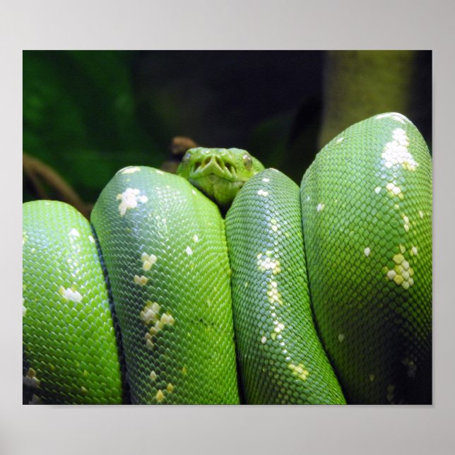 Green Tree Python Poster (Front)