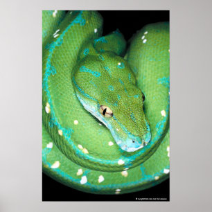 Green Tree Python Poster