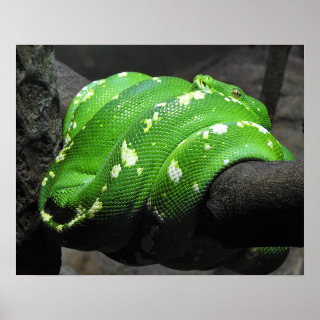 Green Tree Python Poster (Front)