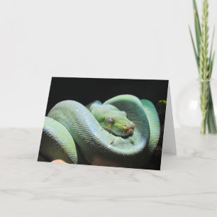Green Tree Python - Snake Greeting Card