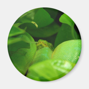 green tree python snake magnet