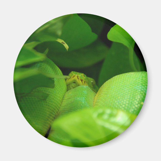 green tree python snake magnet (Front)