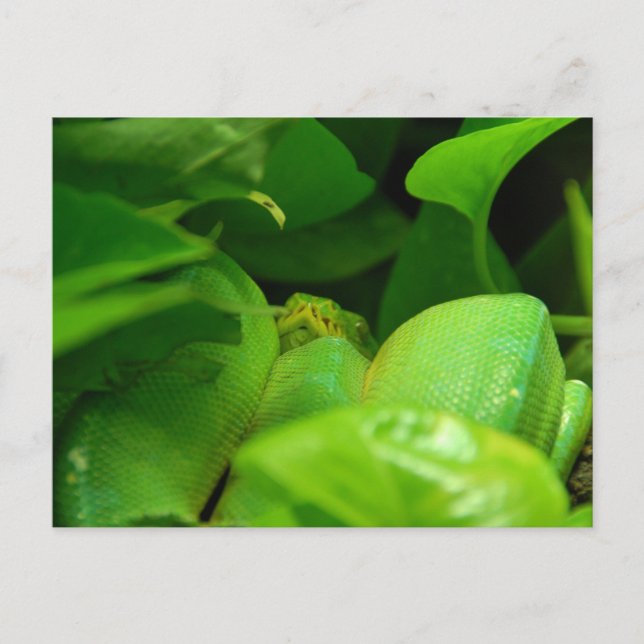 green tree python snake postcard (Front)