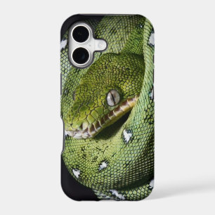 Green tree snake emerald boa in Bolivia