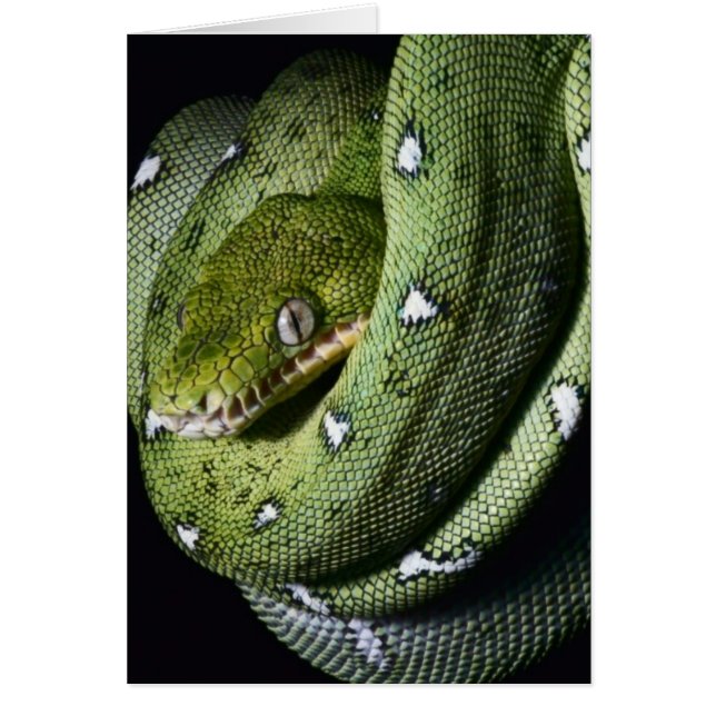 Green tree snake emerald boa in Bolivia (Front)