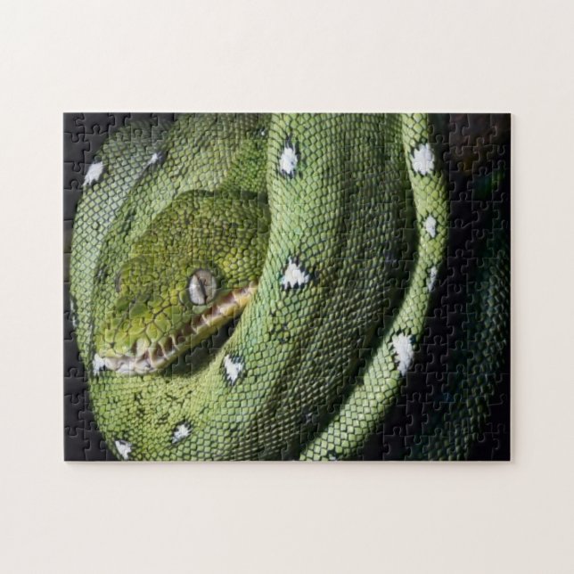 Green tree snake emerald boa in Bolivia Jigsaw Puzzle (Horizontal)