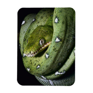 Green tree snake emerald boa in Bolivia Magnet