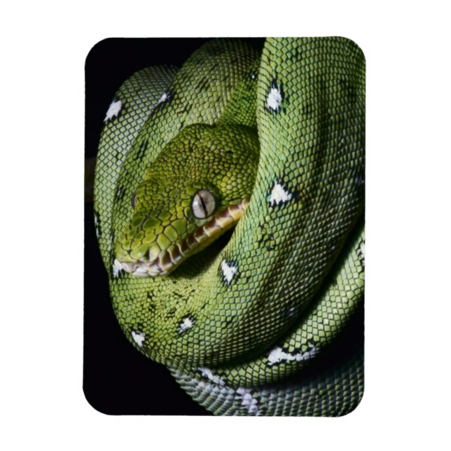 Green tree snake emerald boa in Bolivia Magnet (Vertical)
