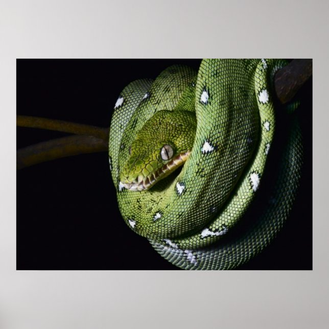 Green tree snake emerald boa in Bolivia Poster (Front)
