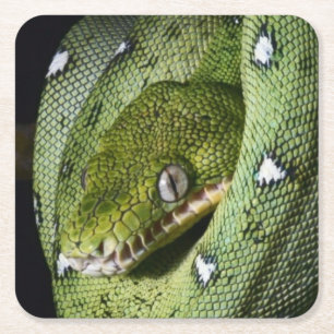 Green tree snake emerald boa in Bolivia Square Paper Coaster