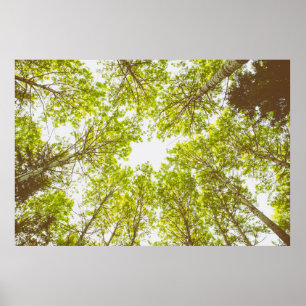 Green tree tops poster