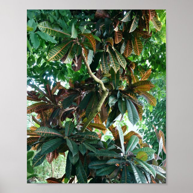 Green Tropical Jungle Poster (Front)