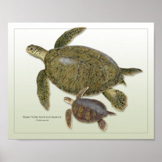 Green Turtle Adult and Juvenile Print