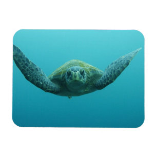 Green Turtle (Chelonia mydas agassisi), Central Magnet