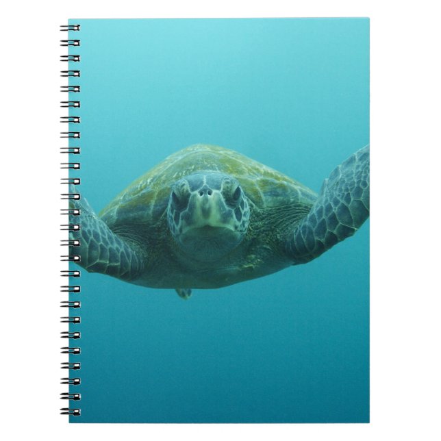 Green Turtle (Chelonia mydas agassisi), Central Notebook (Front)