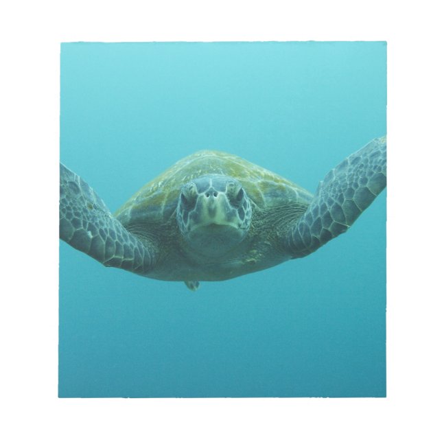 Green Turtle (Chelonia mydas agassisi), Central Notepad (Front)