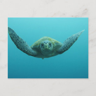 Green Turtle (Chelonia mydas agassisi), Central Postcard