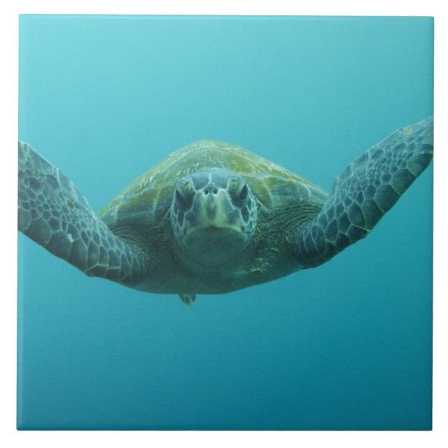 Green Turtle (Chelonia mydas agassisi), Central Tile (Front)