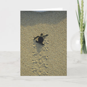 Green Turtle, (Chelonia mydas), hatchling Card
