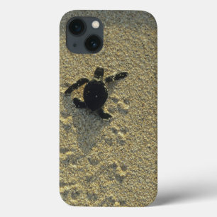 Green Turtle, (Chelonia mydas), hatchling iPhone 13 Case