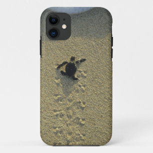 Green Turtle, (Chelonia mydas), hatchling iPhone 11 Case