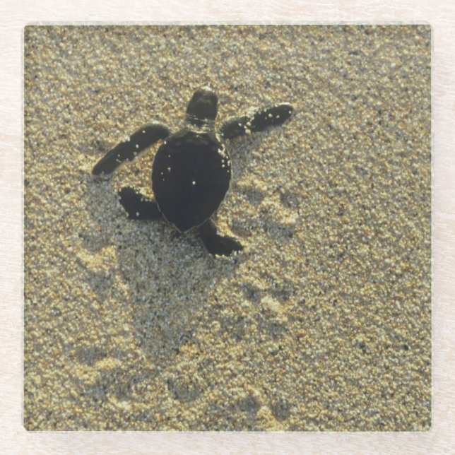 Green Turtle, (Chelonia mydas), hatchling Glass Coaster (Front)