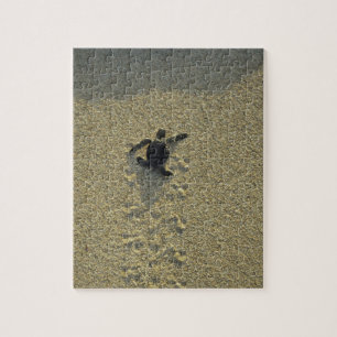 Green Turtle, (Chelonia mydas), hatchling Jigsaw Puzzle