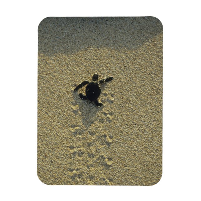 Green Turtle, (Chelonia mydas), hatchling Magnet (Vertical)