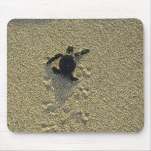 Green Turtle, (Chelonia mydas), hatchling Mouse Pad